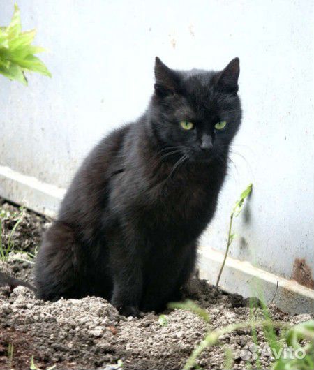 Кот ищет дом купить на Зозу.ру - фотография № 3