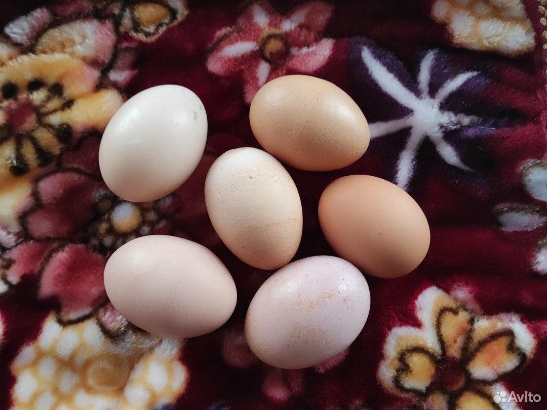 Яйцо куриное, домашнее купить на Зозу.ру - фотография № 3