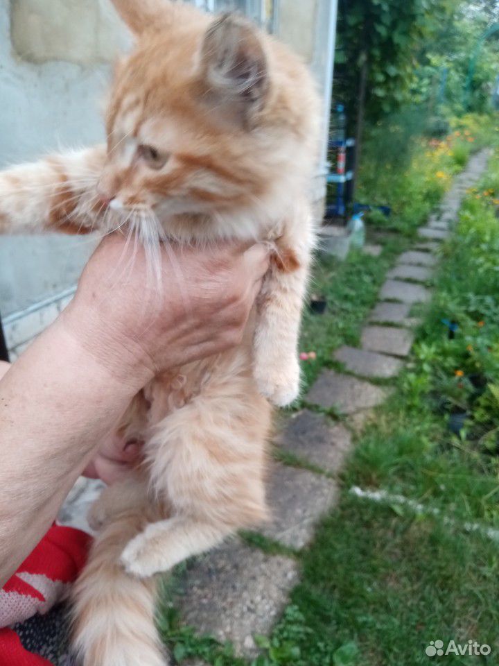 Отдам ласкового рыжего котёнка купить на Зозу.ру - фотография № 3