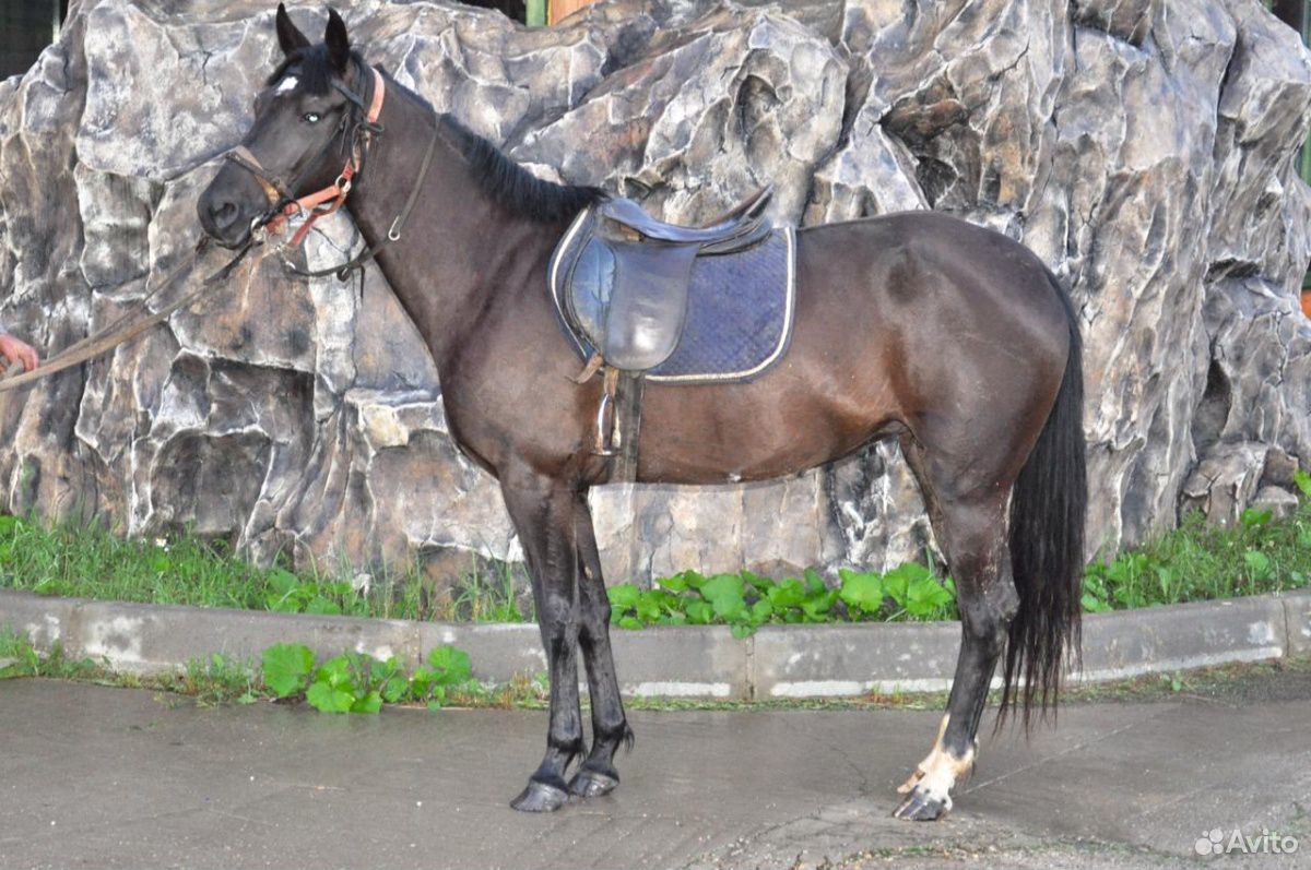 Лошадь англо-кабардинской породы, 2016 года рожден купить на Зозу.ру - фотография № 1
