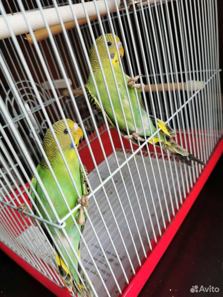 Волнистые попугай купить на Зозу.ру - фотография № 4