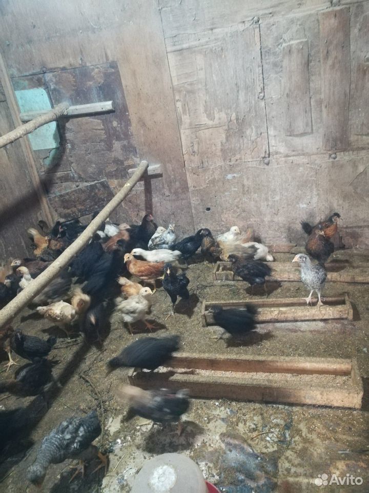 Продаю цыплят 2 месяца купить на Зозу.ру - фотография № 2