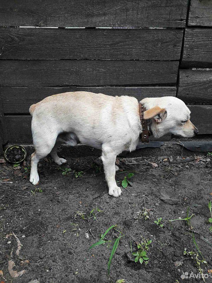Найдена Собака купить на Зозу.ру - фотография № 2