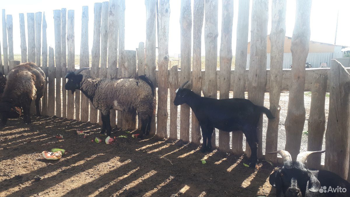 Большие 4800 больше мартовские козлята 4000 козы м купить на Зозу.ру - фотография № 3