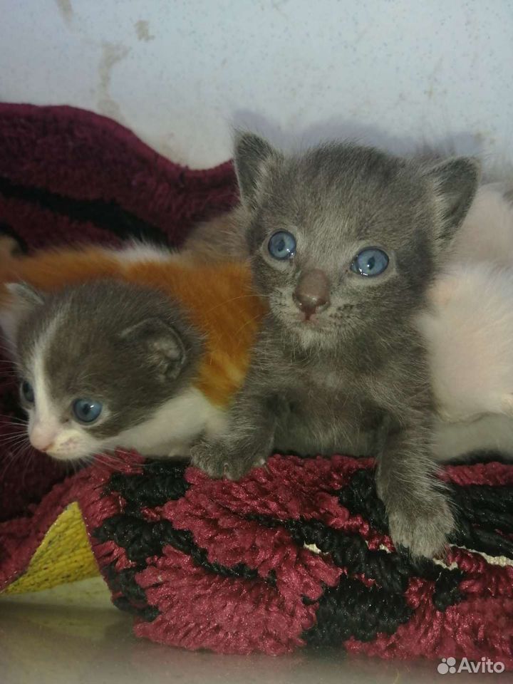 Голубоглазые котятки ищут хозяев купить на Зозу.ру - фотография № 10