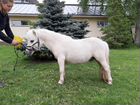Европейская миниатюрная лошадь рост 73см мини пони объявление продам