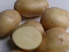 Семена картофеля объявление продам