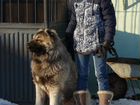 Мощные щенки кавказской овчарки объявление продам