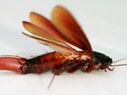 Уничтожение тараканов, клопов, муравьев, блох объявление продам
