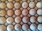 Инкубационное яйцо Кобб 500,индейка Конвертер объявление продам
