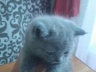 Плюшевые голубые котята объявление продам