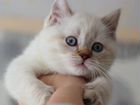 Шотландский короткошерстный котенок объявление продам
