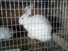 Кролики белый панон объявление продам