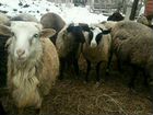 Козы овцы объявление продам