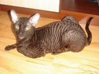 Котёнок Корниш-Рекс объявление продам