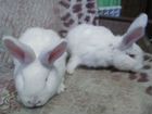Продам кроликов нзб объявление продам
