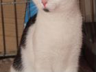 Черно-белый котенок метис Ник объявление продам