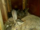 Кролики фландоры и колифорницы объявление продам