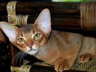 Абиссинский котенок дикого окраса Джонатан объявление продам