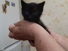 Котенок черный в добрые руки объявление продам