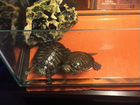 Черепахи Красноухие объявление продам