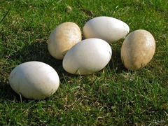 Яйца гусиные Линда