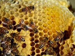 Продается пчелиная семья