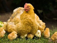 Цыплята суточные
