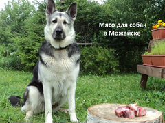 Мясо для собак в Можайске