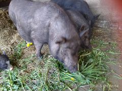 Свинюшки " Вьетнамки"