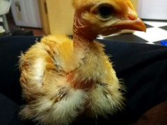 Цыплята необычных и обычных пород