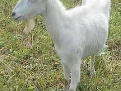 Продам дойных коз. Цена 6000-10000