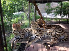 Африканские кошки для зоопарков /саванна
