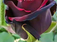 Розы Блек