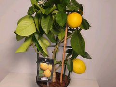 Лимон Цитрус