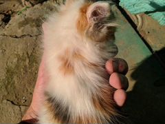 Кошка в добрые, любящие руки