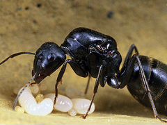Муравьи Camponotus saxatilis (Сахалинский муравей