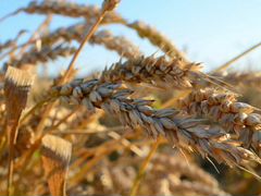 Пшеница свежая