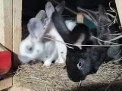 Кролики разных пород - великаны
