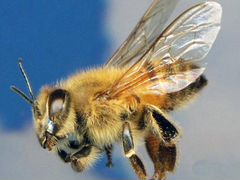 Пчелопакеты Пчелосемьи