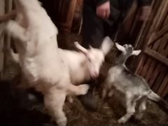 Козлятки и дойные козы