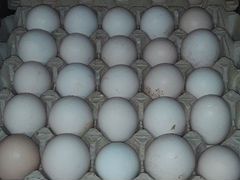Яйцо инкубационное и пищевое