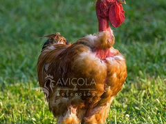 Яйцо и цыплята бройлера голошейного