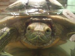 Черепаха с аквариумом, бережком и нагревателем