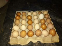 Инкубационное куриное яйцо