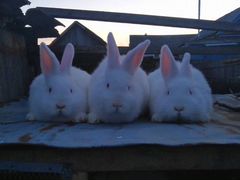 Кролики породы нзб