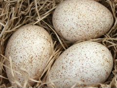 Яйцо для инкубации:гусиные, куриные, утиные, индюш