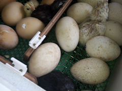 Инкубационое яйцо