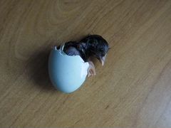 Продам инкубационое яйцо породы амераукана
