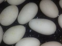 Яйца на инкубацию гусиные, куриные, утиные